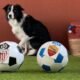 Adivina El Resultado Del Athletic Roma Con El Perro Que Predice Partidos