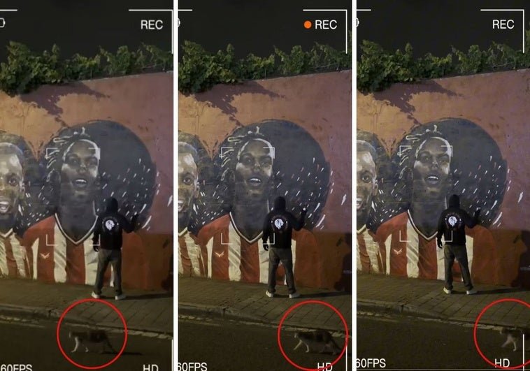 Un Gato Sorprende En El Video De Renovacion De Nico Williams Por El Athletic